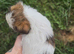 Shih tzu cross jack russell female