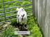 Pygmy Goat kids. pure bred.