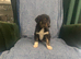 Ready now - Blue Merle Collie X Lurcher puppies