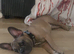 Male full breed frenchie