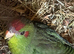 2 young kakarikis