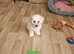 Bichon Frise Only One Left Champion Bloodline