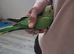 Beautiful baby ringneck talking parrot