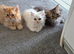 Pedigree chinchilla kittens