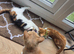 1 boy 1 girl kitten left 100 each