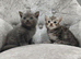 British Shorthair X