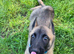 Belgian Malinois x German Shepherd