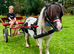 Shetland mare