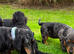 Dachshund x Cocker Spaniel dapple girl only