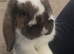 Milo