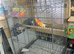 Cage and birds