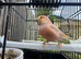 Redpoll x goldfinch mule