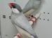 Beautiful pair of silver java sparrow for sale