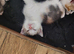 A pair of stunning kittens, must stay together