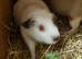 Large cage and choice of 2 piggies