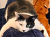 Black and white very affectionate boy