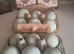 Hatching eggs available