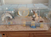 Dwarf hamster