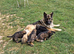 Kc registered german shepherd puppies