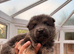 Multi Coloured German Shepherd Puppies