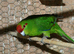 Baby kakarikis for sale