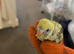 Black wing baby budgies