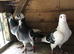 3 Jan Arden cocks