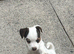 Jack Russell