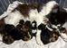 Outstanding GCCF Registered Maine Coon Kittens