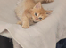 Mainecoon/ragdolls