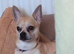 Male chihuahua for sale