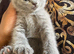 Beautiful British Blue Kittens