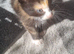 Rosie need's a forever home