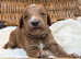 Sunning littler of Australian Double Doodles from Health screened parents