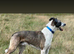 Collie x whippet stud