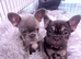 Gorgeous Choc Tan French Bulldog **REDUCED**