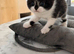 Beautiful Persian Kittens – Ready Soon