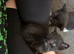 Beautiful Kittens in Holbeach, Tortico, Black, Tuxedo ️