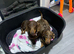 Rose Choclate Miniture dachshund for sale