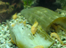 Albino Pleco 2-3 inches