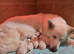CHAMPAGNE LONG COAT GSD GIRL