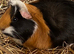 Guinea pig hutch