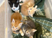 Gorgeous Kittens Ready To Be Reserved