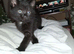 Gorgeous dark grey and black tabby boy.