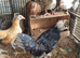 Polish frizzle and sarema cross Japanese black tail
