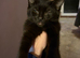 Sweet and loving kittens for sale