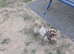 Shipoochis X2 females