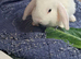 Baby mini lops