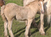 **Double Pearl filly**