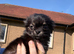 Stunning long coated chihuahua puppies